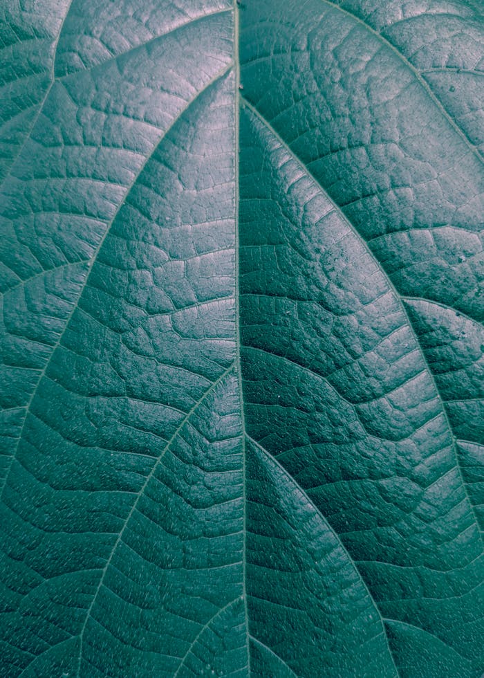 Detailed macro shot of a green leaf showcasing its texture and vein pattern.